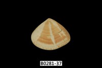 藏品(花蛤)的圖片